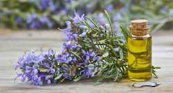 11 incredible benefits of rosemary oil you didn’t know about