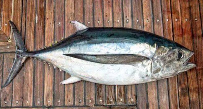 tuna health benefits