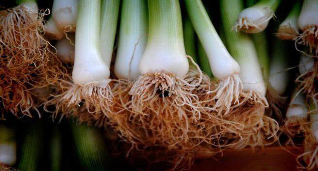 vitamin b12 foods