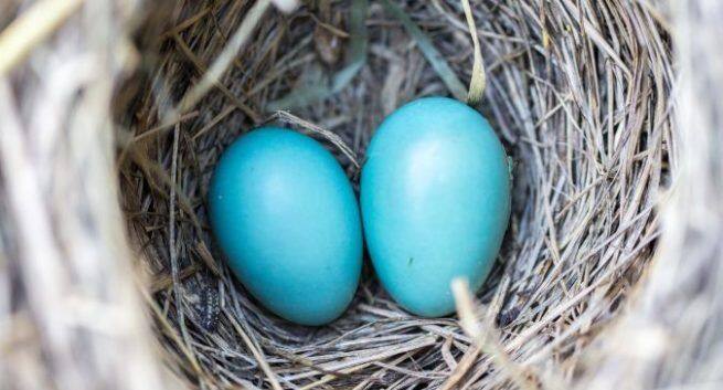 Eat eggs in breakfast to lose weight वजन कम करने के लिए