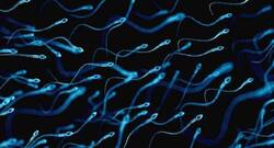 Human sperm retains viability in outer space conditions
