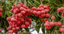 Lychee: Your skin's best buddy and natural immunity booster