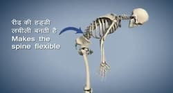 इस योगासन से ठीक होगी रीढ़ के हड्डी की तकलीफ, पाचन भी रहेगा ठीक