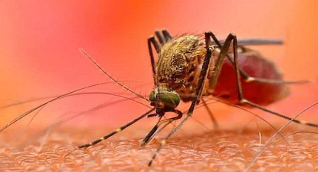 Eat these immunity boosting foods to keep dengue fever at bay