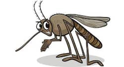 Botox cousin may reduce prevalence of malaria