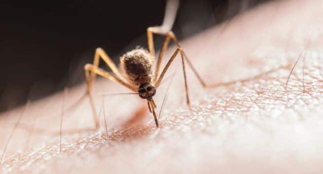 reason of Dengue fever in hindi डेंगू बुखार
