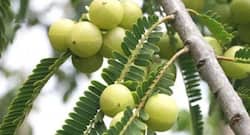 5 reasons why you should consume amla everyday