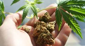 Cannabis therapy may reduce blood pressure in older adults