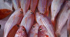 Chinese man loses half his liver after eating undercooked fish: 7 foods that you should never eat raw