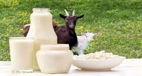 Goat milk formula can be good for infant gut health