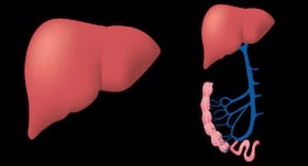 World Hepatitis Day on 28th July: 8 liver-friendly foods that you can try World Hepatitis Day on 28th July: 8 liver-friendly foods that you can try