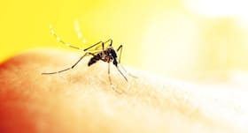 5 major mosquito-borne diseases that can be life-threatening