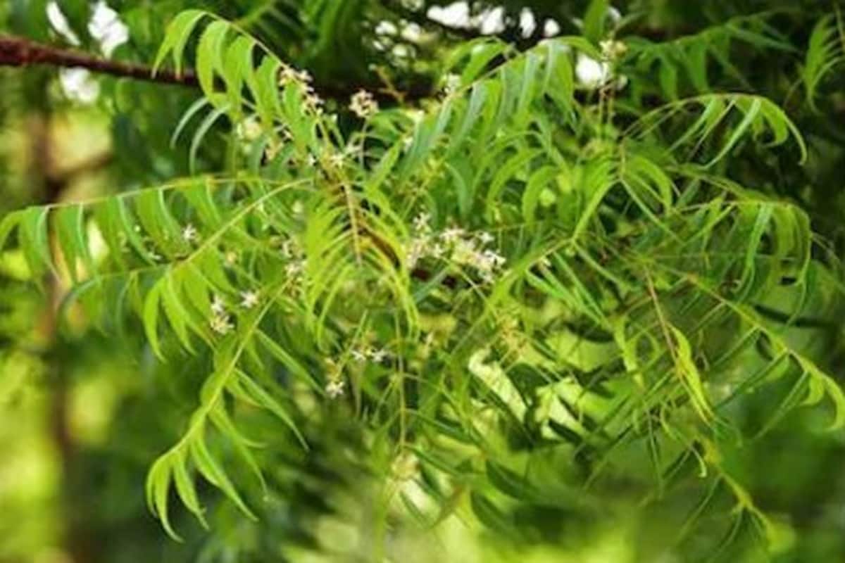 Weight Loss Here Is How Neem Leaves Can Help You Achieve Your Goal Thehealthsite Com