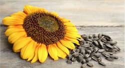 Weight loss: Sunflower seeds can help you get body of your dreams