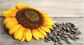 Weight loss: Sunflower seeds can help you get body of your dreams