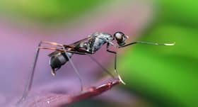 Dengue fever: These fruits can help you boost your blood platelet count Dengue fever: These fruits can help you boost your blood platelet count