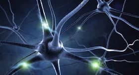 Neurons help in reducing seizures in newborns: Study Neurons help in reducing seizures in newborns: Study