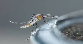 Dengue Chikungunya : इस टूल से पैदा ही नहीं होंगे बीमारी फैलाने वाले मच्‍छर