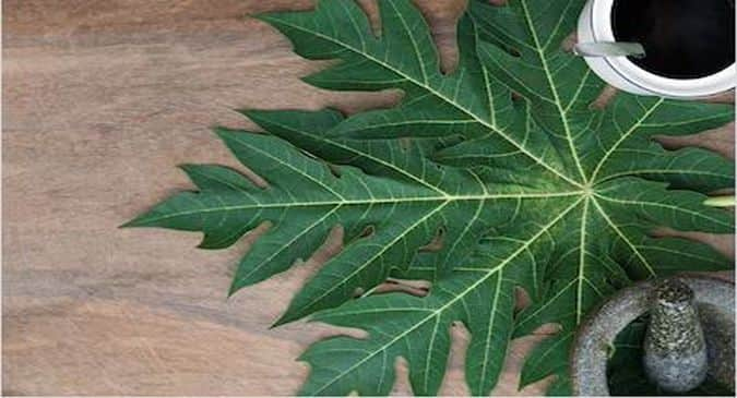 Papaya leaves on sale benefits in hindi