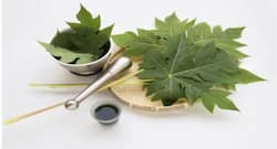 Suffering from dengue fever? Papaya leaves can work wonders