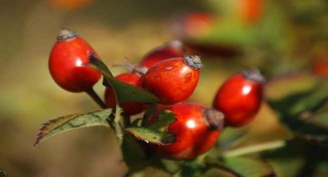 rosehips tea benefits, rosehip benefits, loose weight with rosehip tea, boost immunity with rosehip tea.