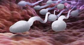 Secret handshake' detected between sperm and uterus