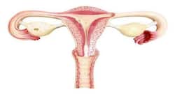 Scientists discover cells vital for development of a healthy uterus