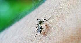 Dengue: डेंगू की वजह से लखनऊ में 400 लोगों की मौत, 18 नये मामले आए सामने