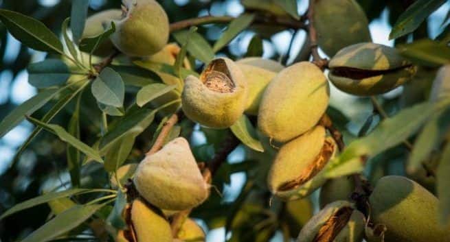 How to use green almonds for weight loss Diet in hindi