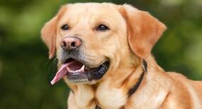 International Dog Day: वर्ल्ड डॉग डे पर जानें हेल्थ पर उनका असर व प्रभाव