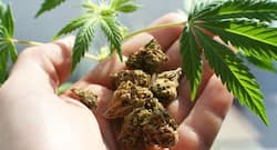 Soybeans' compound may prevent marijuana-induced blood vessel damage