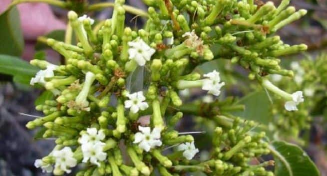 Rauwolfia