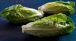 Eat romaine lettuce for reducing bone loss and many other good reasons