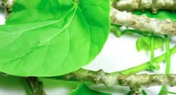 Giloy And Liver Disease: The Herb Can Never Create A Hyperactive Immune Response, says Ayurveda expert