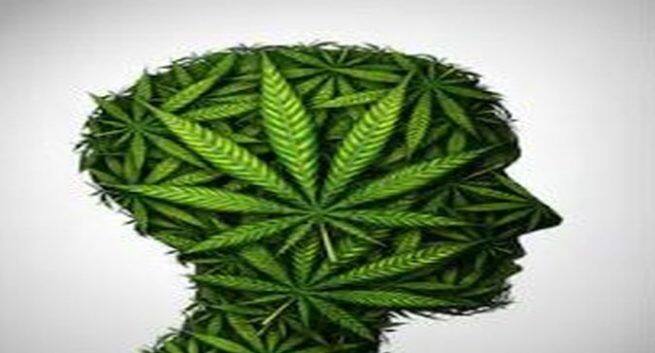 cannabis-brain-hazards