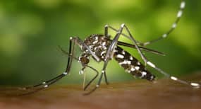 Dengue fever: Eat these fruits to manage the condition