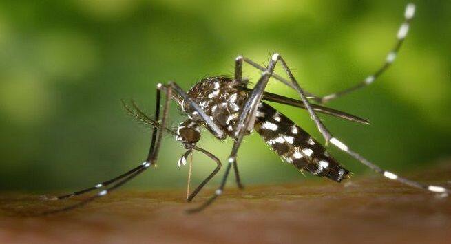 Dengue fever: Eat these fruits to manage the condition | TheHealthSite.com