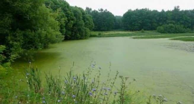 duckweed super food, duckweed health benefits, duckweed for health.