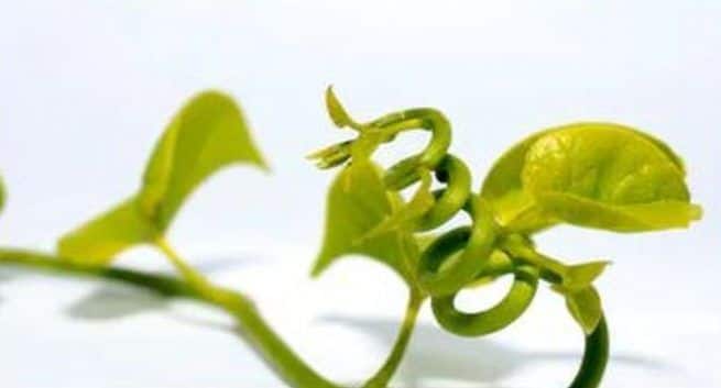 Weight loss with giloye, giloye health benefits, fat burn remedies , ayurvedic remedies for weight loss, burn belly fat.tips to loose weight fast.