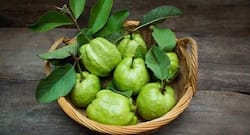 5 immunity-boosting plants that you can grow during COVID-19 pandemic