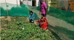 झारखंड में महिलाएं 'किचन गार्डन' से दूर कर रहीं हैं कुपोषण