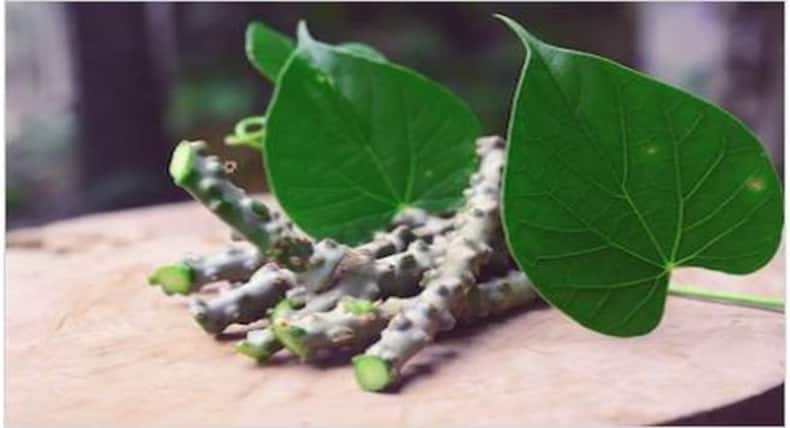 Malaria Home Remedies : मलेरिया बुखार से छुटकारा दिलाएंगी ये 4 आयुर्वेदिक औषधियां