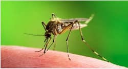 Malaria : भारत में मलेरिया से होने वाली मौतों की दर चिंताजनक