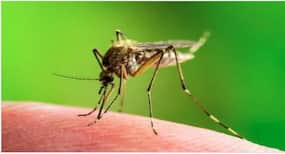 Malaria : भारत में मलेरिया से होने वाली मौतों की दर चिंताजनक