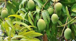 Mango Leaves for Diabetes - ब्लड शुगर लेवल कंट्रोल करता है आम का पत्ता, जानें इस्तेमाल करने का तरीका