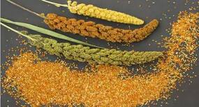 Ragi Benefits : रागी के छोटे-छोटे दाने में छिपे हैं कई सेहत लाभ