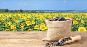 Sunflower Seeds Benefits : सूरजमुखी का बीज खाएंगे तो वजन होगा तेजी से कम, और भी होते हैं कई लाभ