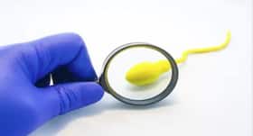 Food for Sperm Count : लो स्पर्म काउंट को बढ़ाते हैं ये 8 फूड्स, जरूर करें इनका सेवन Food for Sperm Count : लो स्पर्म काउंट को बढ़ाते हैं ये 8 फूड्स, जरूर करें इनका सेवन