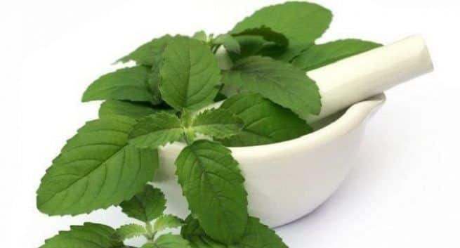 Basil leaves