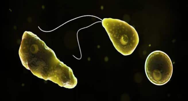Brain eating amoeba, Lily Mae Avant died after brain eating amoeba, Naegleria fowleri infection Naegleria fowleri infection, water infection. 